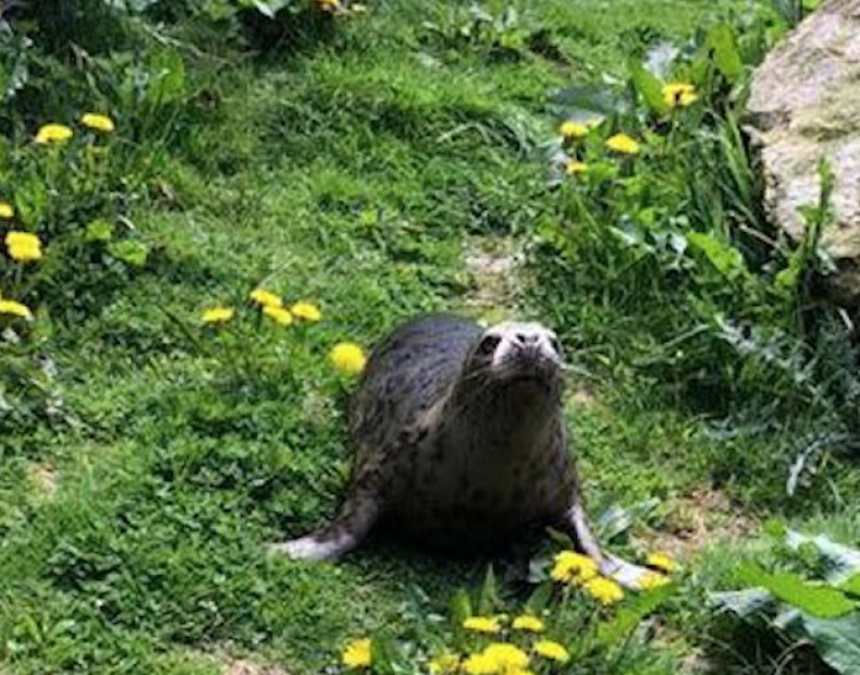 atria seal pup, seal rescue ireland