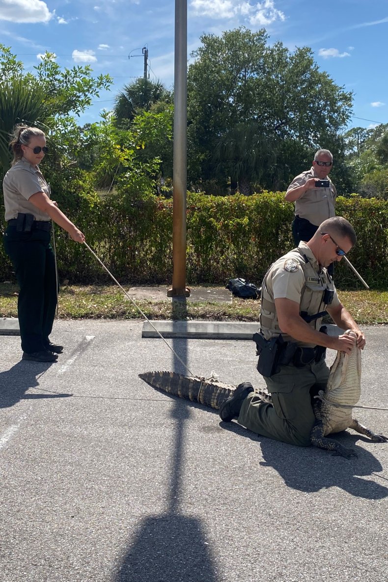 Gator Wrangled