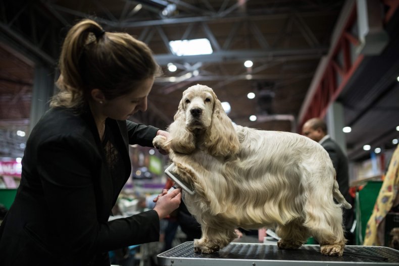 Cocker Spaniel
