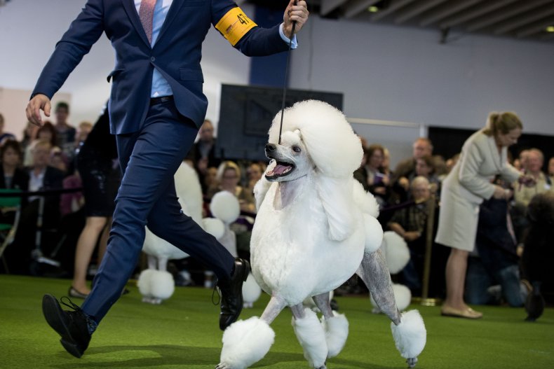 Standard Poodle