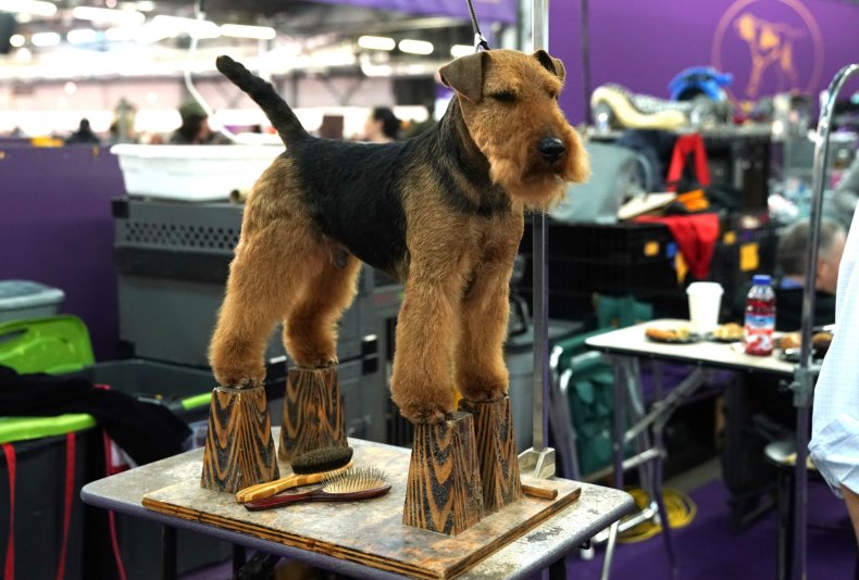 Welsh Terrier