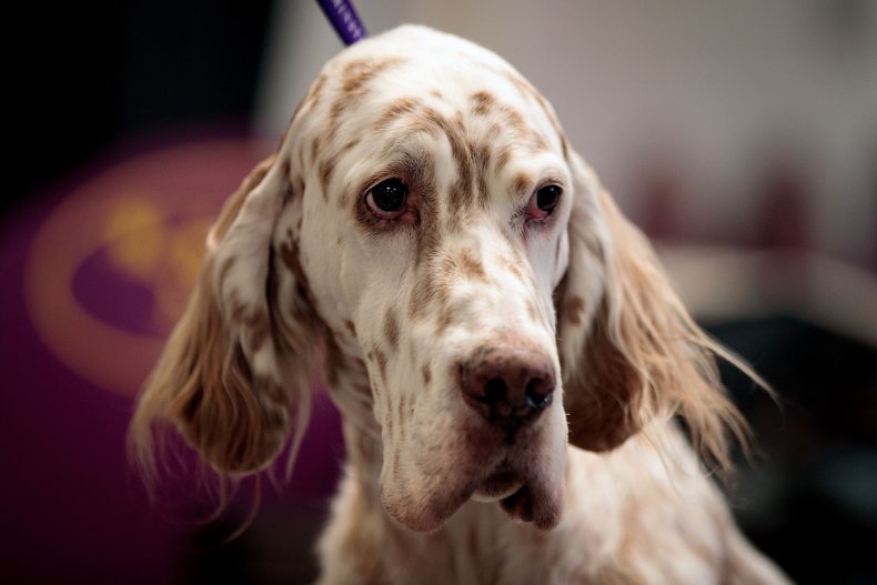 English Setter