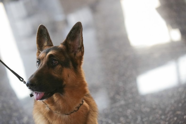 German Shepherd