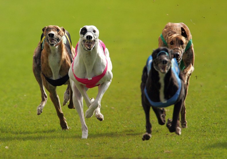 Greyhounds