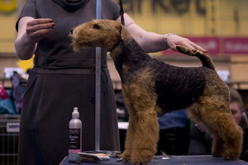 Airedale Terrier