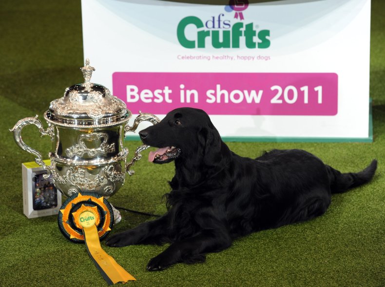 Flat Coat Retriever