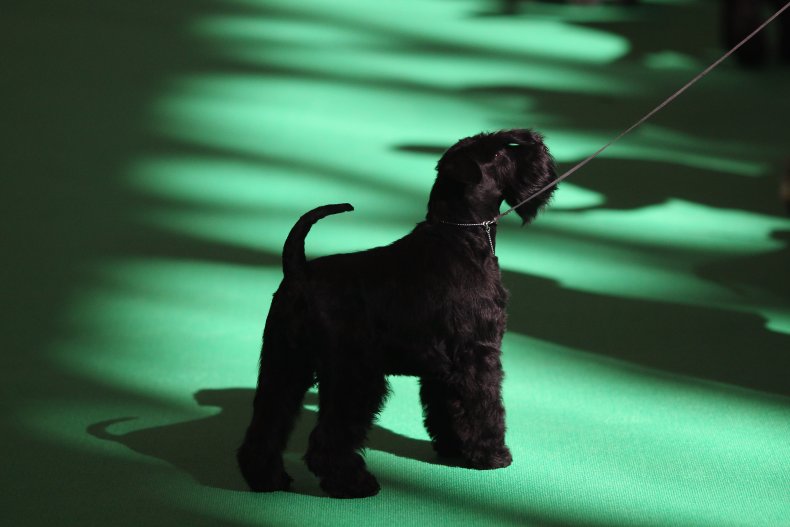 Kerry Blue Terrier
