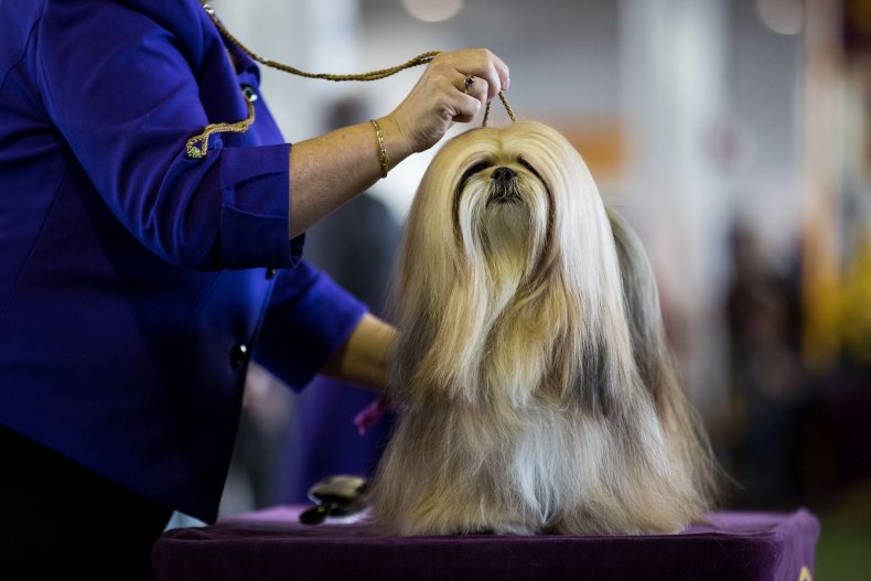 Lhasa Apso