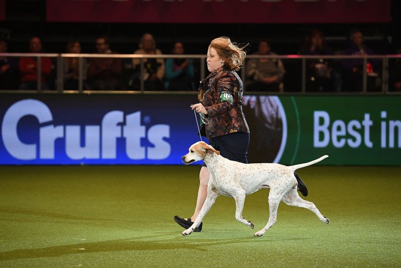 Pointer dogs