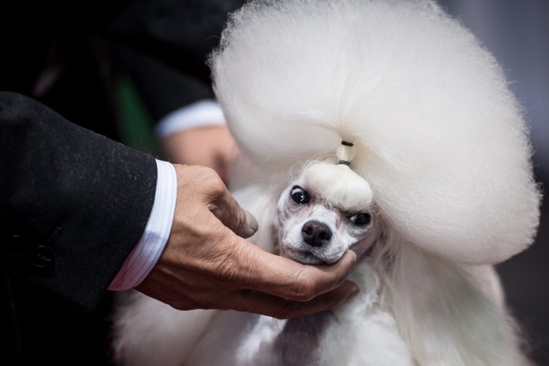 Toy Poodle