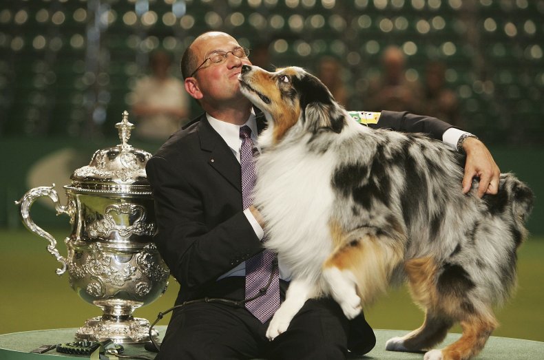 Australian Shepherd