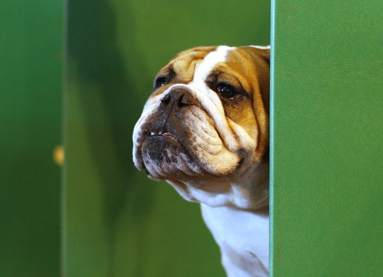 Bulldog