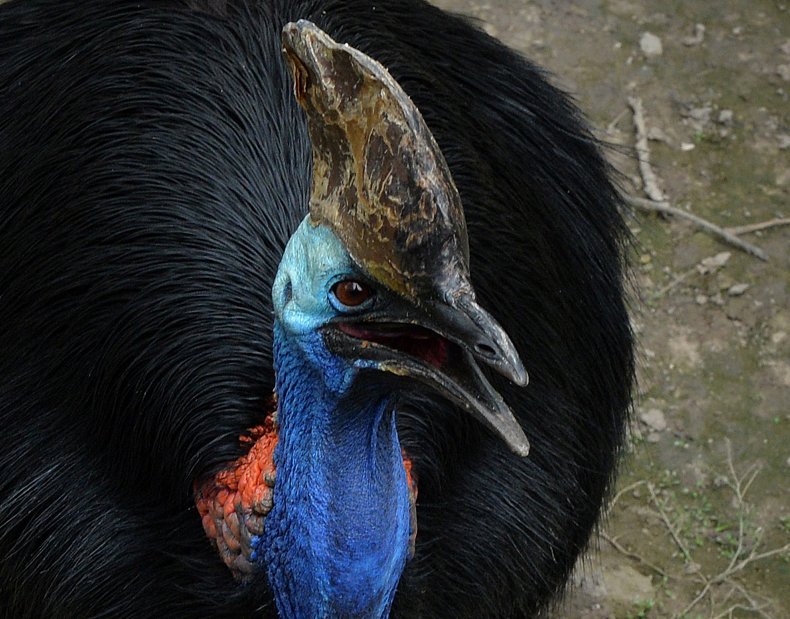A cassowary opens its beak. 