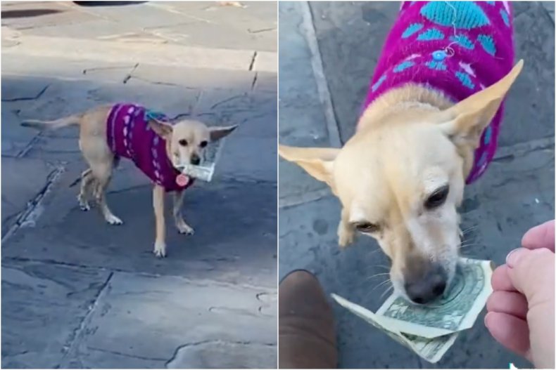 Dog Charms Audience While Collecting Tips