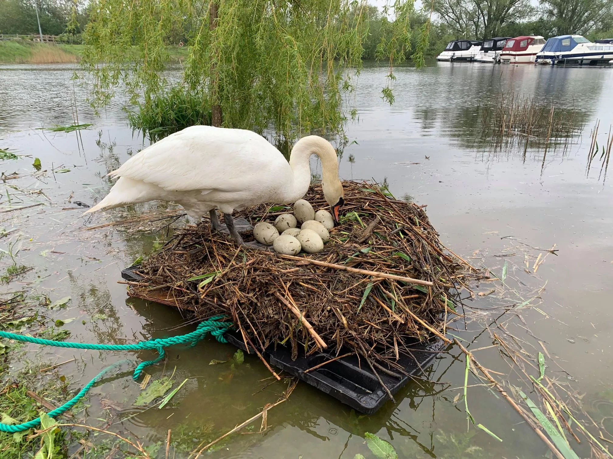 Яйца Лебедя Фото