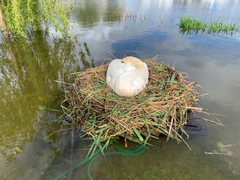 swan rescue
