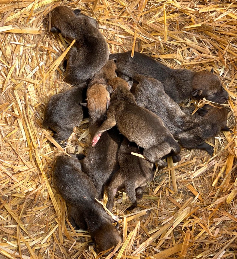 Eight red wolf pups one day old.