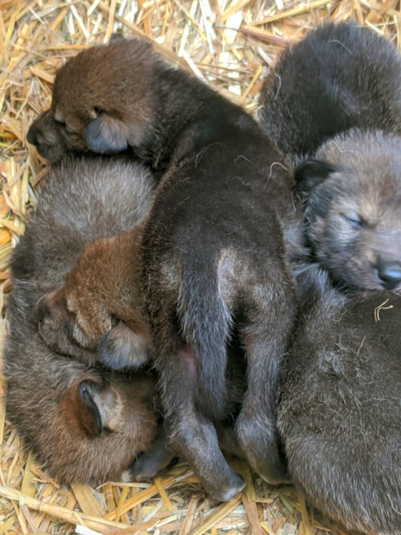 Eight red wolf pups two weeks old.