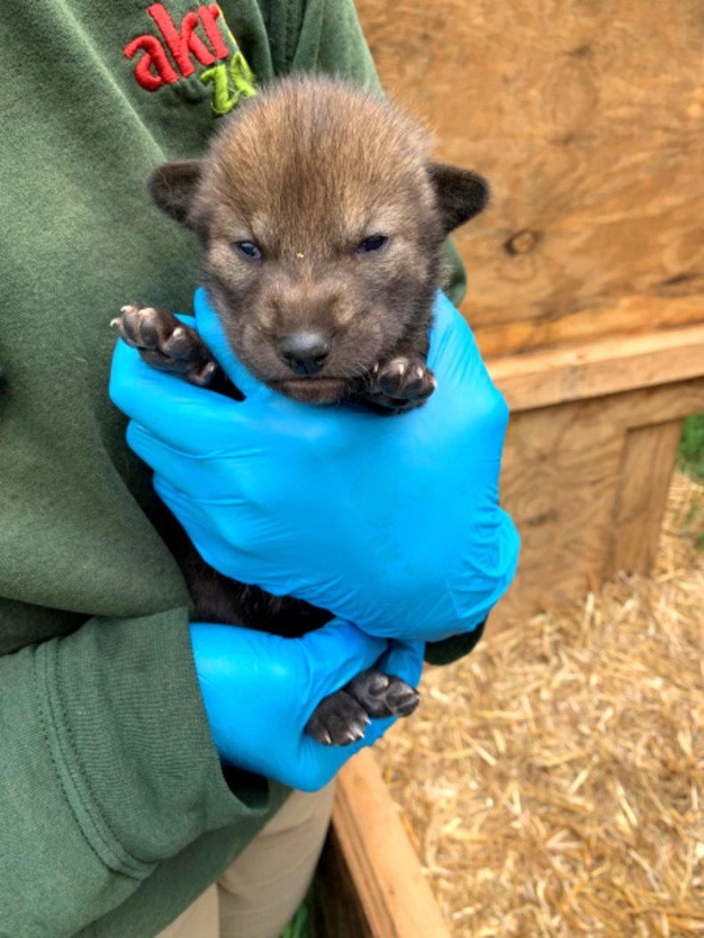 Eight red wolf pups with eyes open.