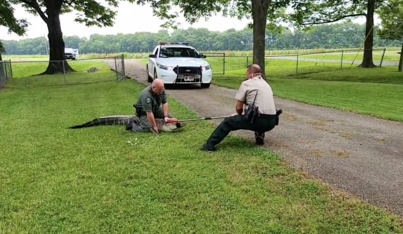 Stubborn Alligator Wrestles Cops