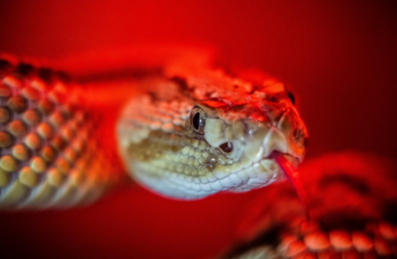 Rattlesnake with Red Background