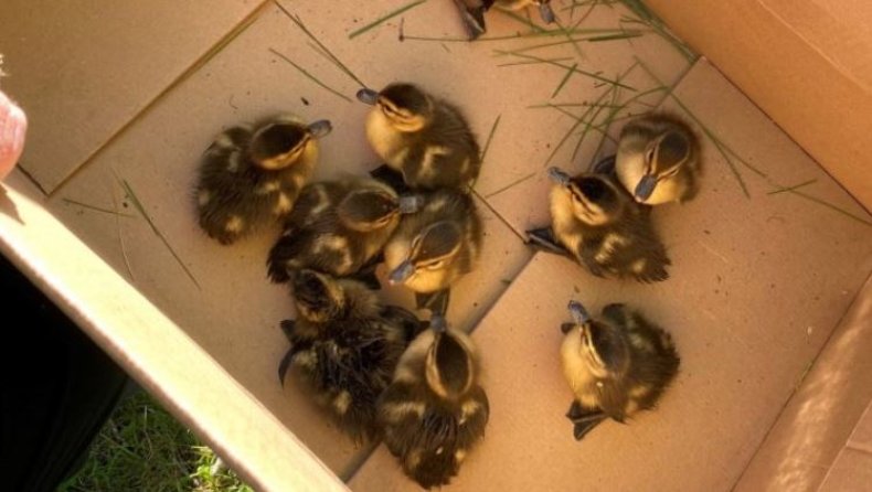 The ducklings were rescued by firefighters
