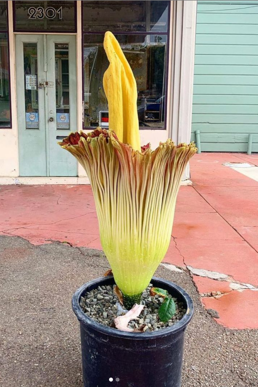 Extremely Rare Flower Draws Large Crowd at Abandoned Gas Station - Vimarsana News