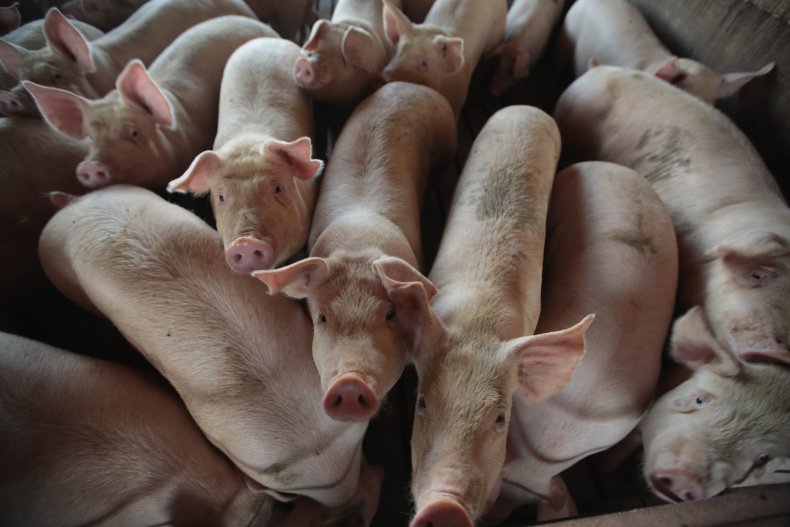 Hogs on an Iowa farm in 2018