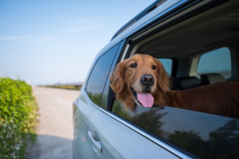 Golden Retriever Looking Out of Car Window