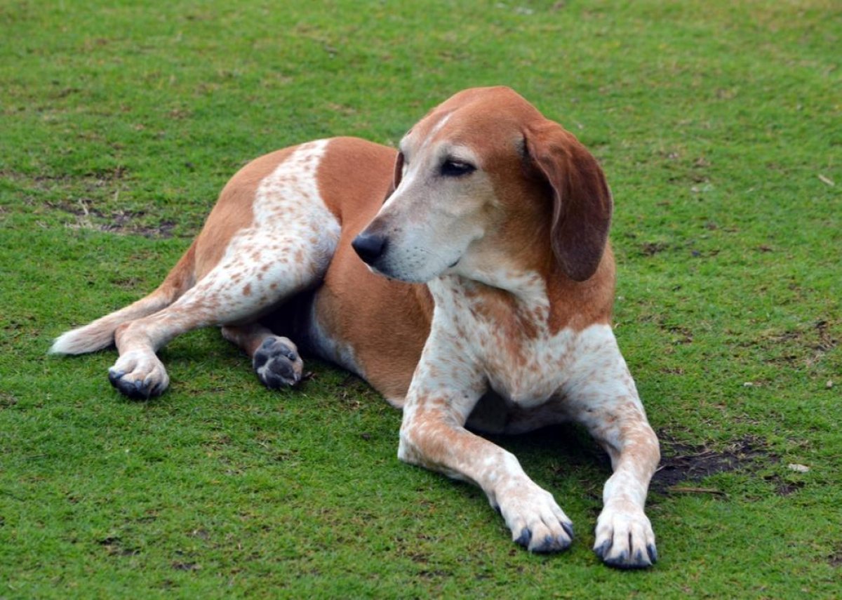 #11. American English coonhound