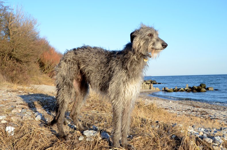 Scottish Greyhound 