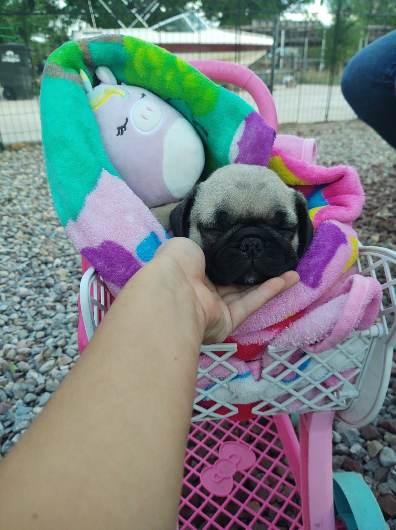 Little girls cries after getting pug
