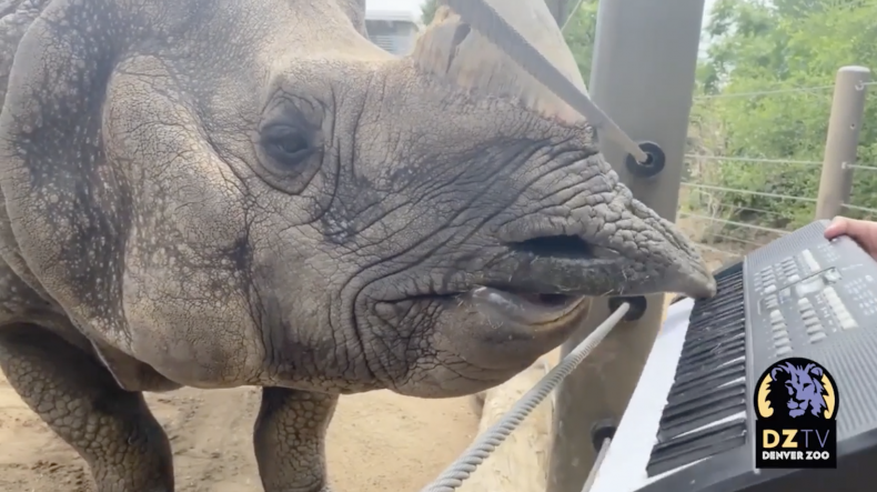 Rhino Plays His Own Happy Birthday Tune