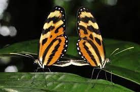 Butterflies at National Butterfly Center