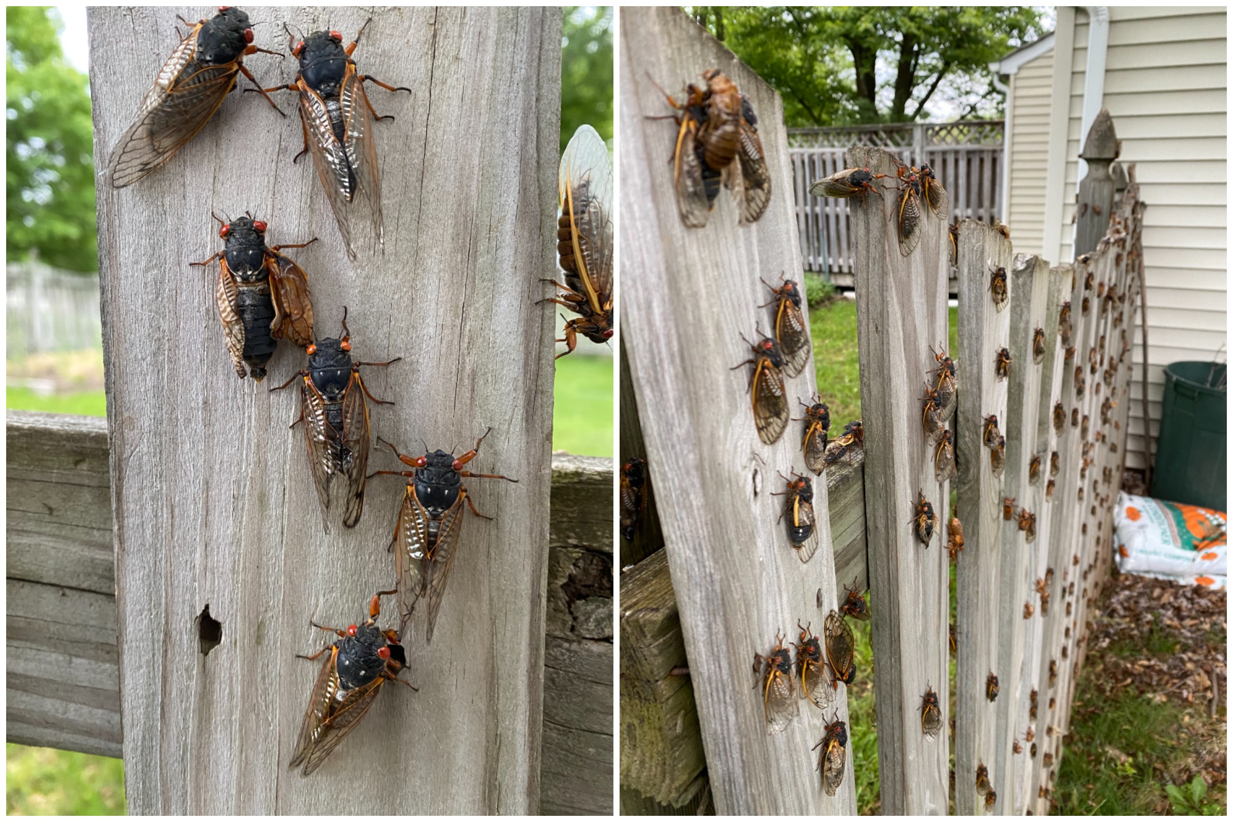 Videos Show Cicadas Taking Over Virginia Man's Garden as Brood X