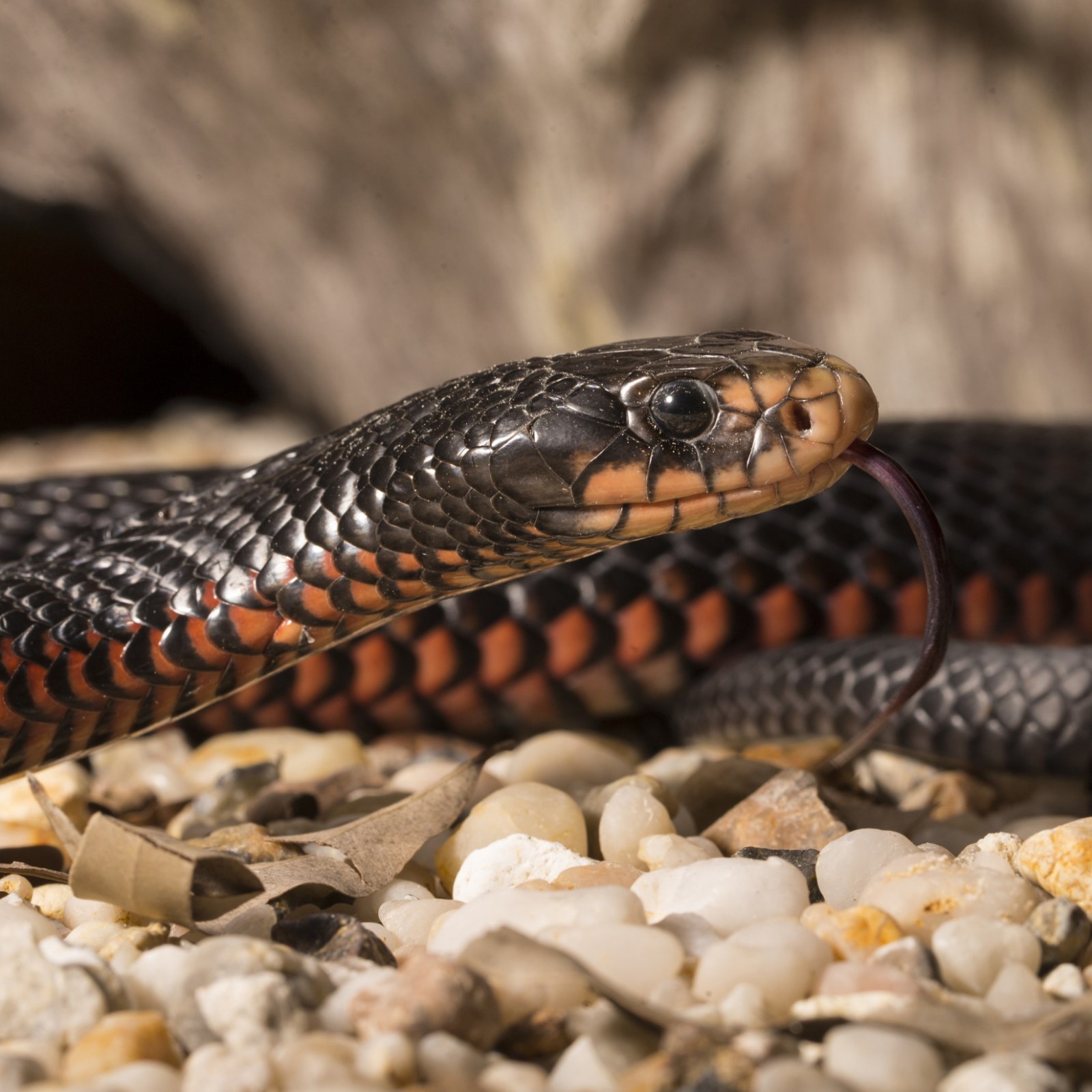 Woman Falls Off Six Foot Ladder After Being Bitten By Hidden Snake Woman Falls Off Six Foot Ladder After Being Bitten By Hidden Snake