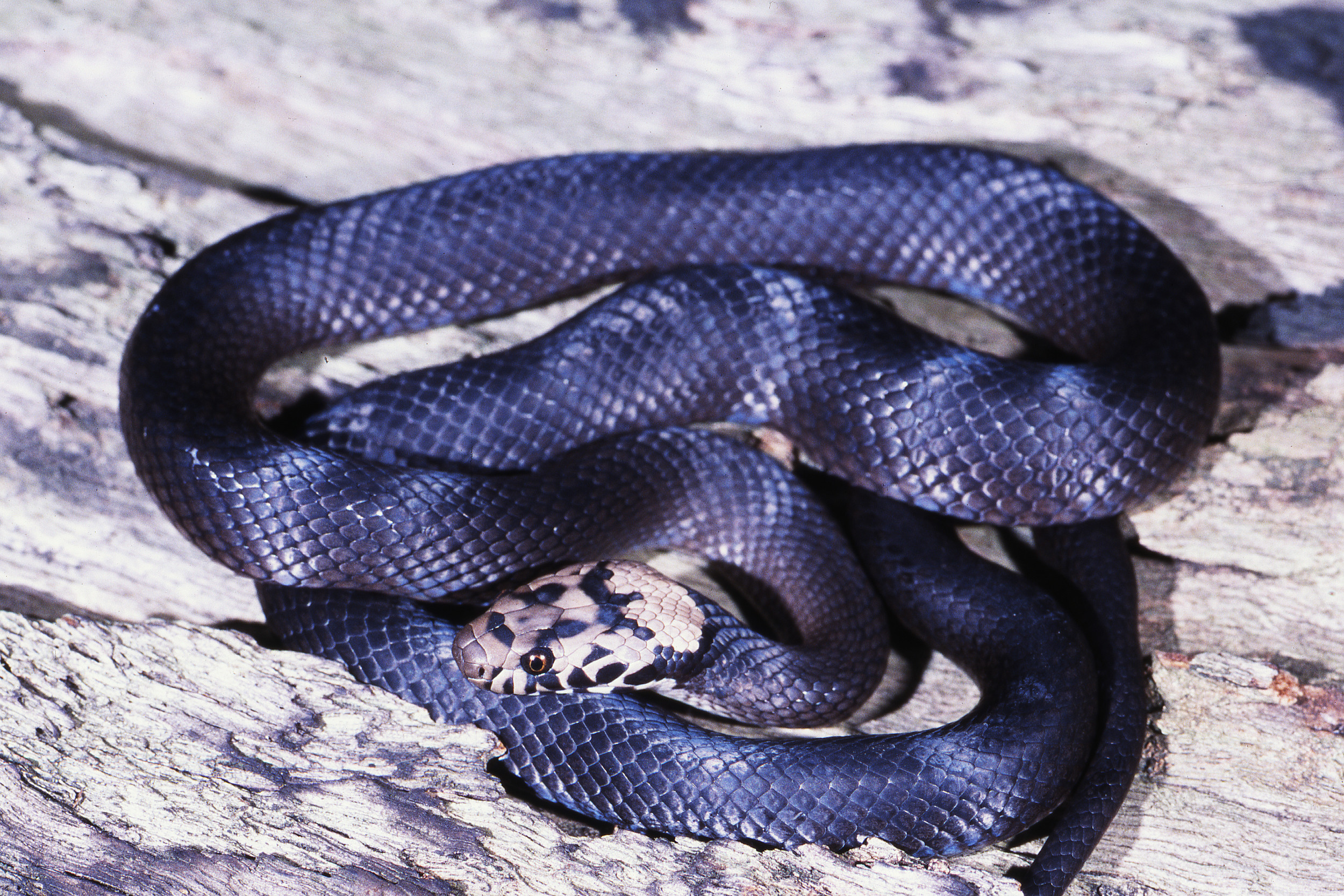 Приснилась змея. Черная змея во сне. Змеи Австралии. Змея во сне темно синяя.