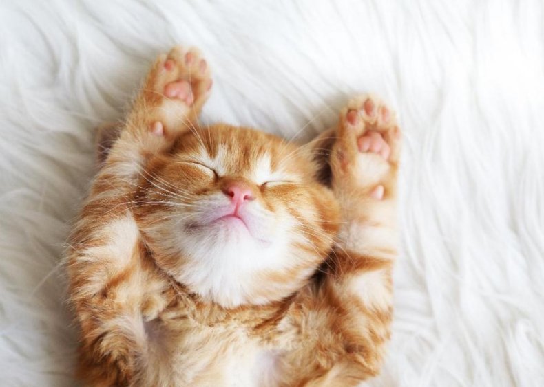 Why do cats have whiskers? And answers to 50 other kitten questions