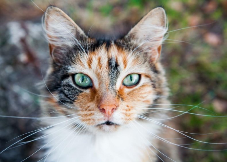Why do cats have whiskers?
