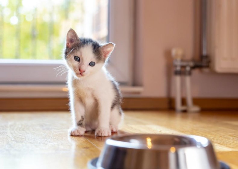 Should kittens drink milk?