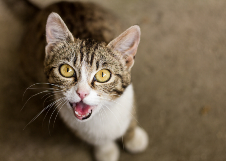Why do kittens meow?