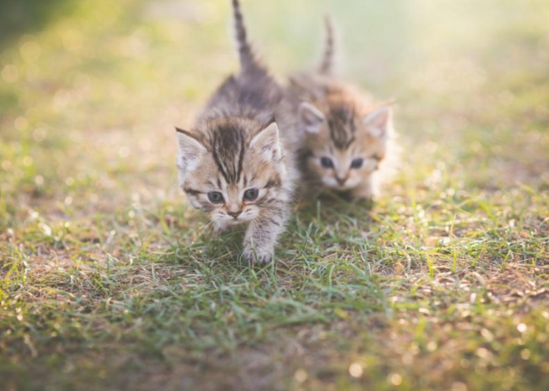 Should I make my kitten an outside cat?