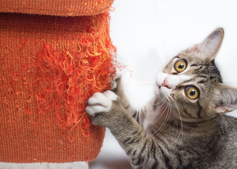 Why do cats love clawing couches?