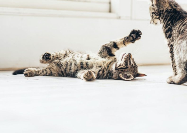 Should I get my kitten microchipped?