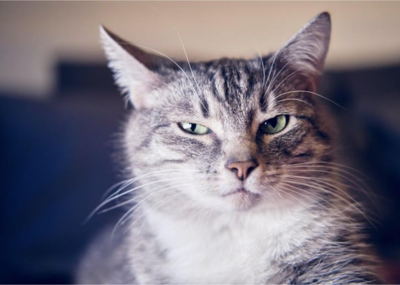 Why is my cat suddenly not using the litter box?