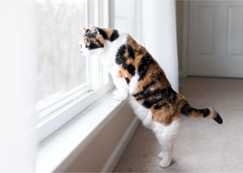 Why does my cat ‘chirp’ when looking out the window