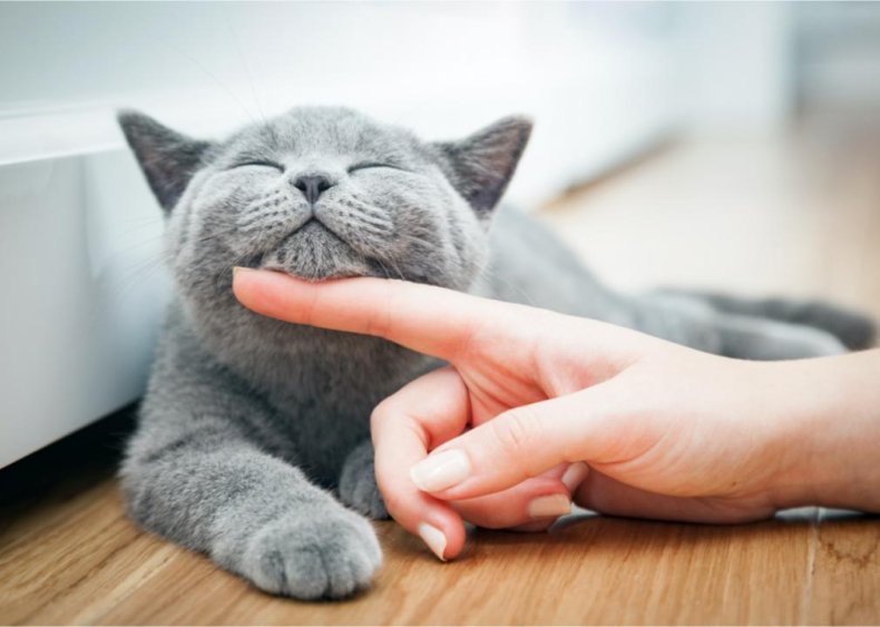 Why do cats pur?