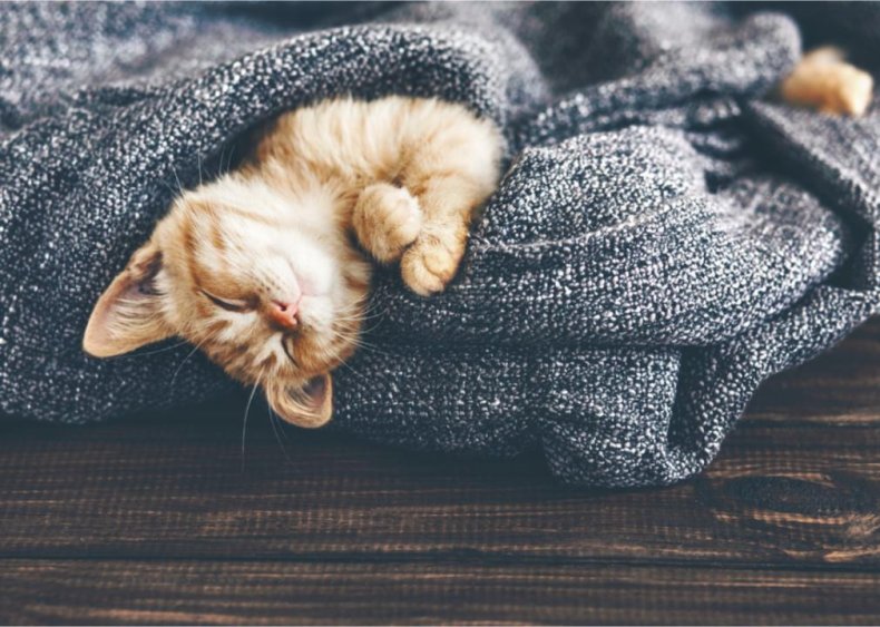 What’s up with my cat’s super-long cat naps?