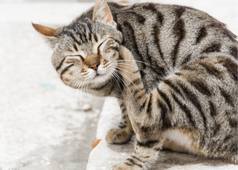 Why is my cat always scratching its ears?
