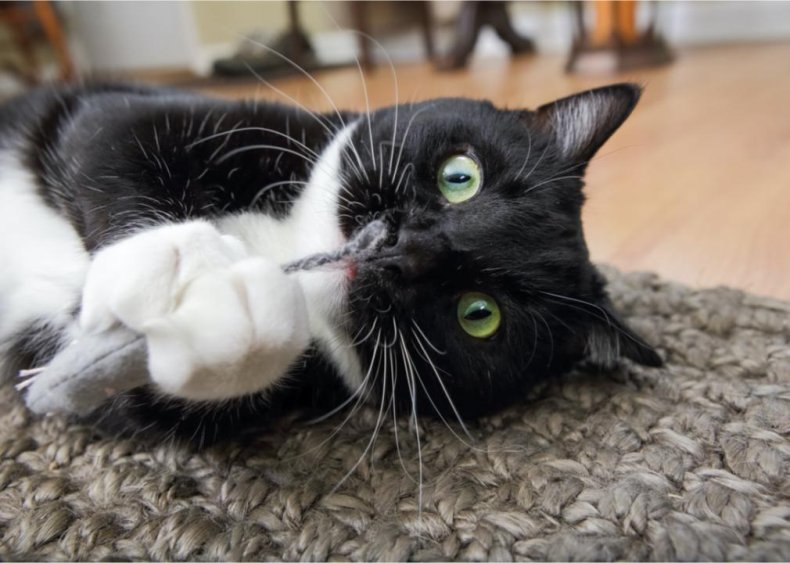 Does catnip really make cats go crazy?